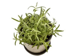 BITZ Übertopf 10 BITZ Übertopf -Heimdekoration 14972 2 high