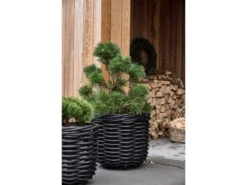 Vilda Übertopf Korbgeflecht 2 Stck. 15 Vilda Übertopf Korbgeflecht 2 Stck. -Heimdekoration 23845 env 4 2202 high