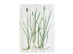 Grass Geschirrtuch 7 Grass Geschirrtuch -Heimdekoration 25111 high